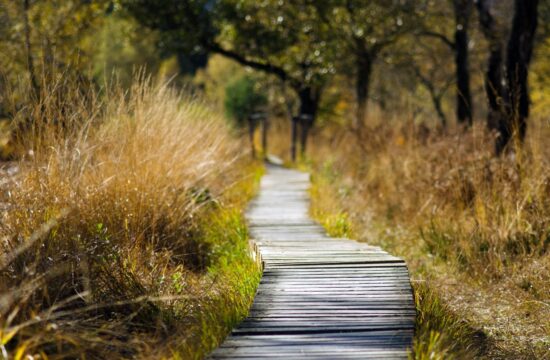 Mindfulness training