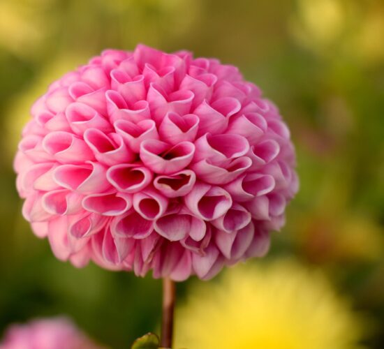 beautiful-bloom-blooming-blossom-369433